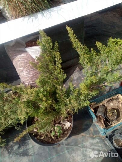 Хвойные растения