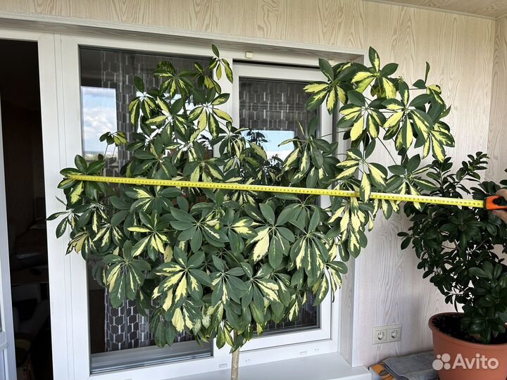 Комнатные цветы шефлера