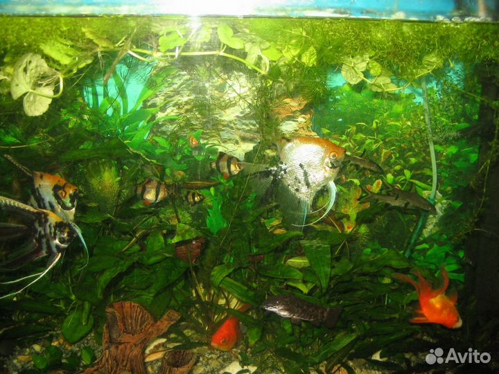 Рыбки, улитки