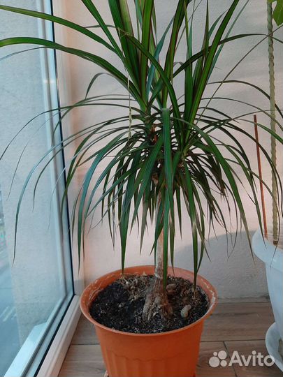 Пальма драцена