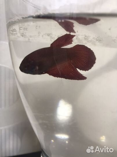 Рыбка петушок самка