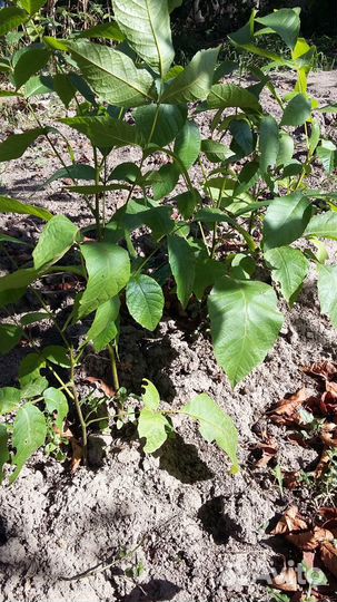 Грецкий орех