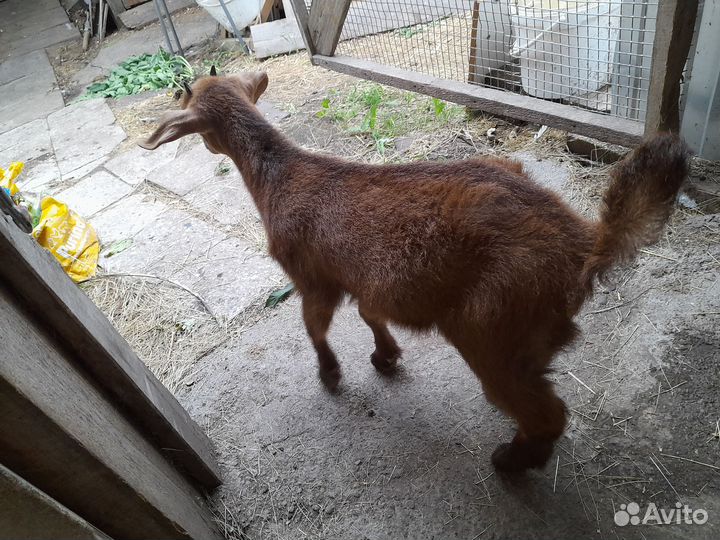 Козочка