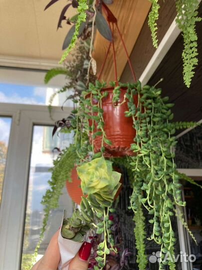 Красота поднебесная и Ципирус, суккуленты