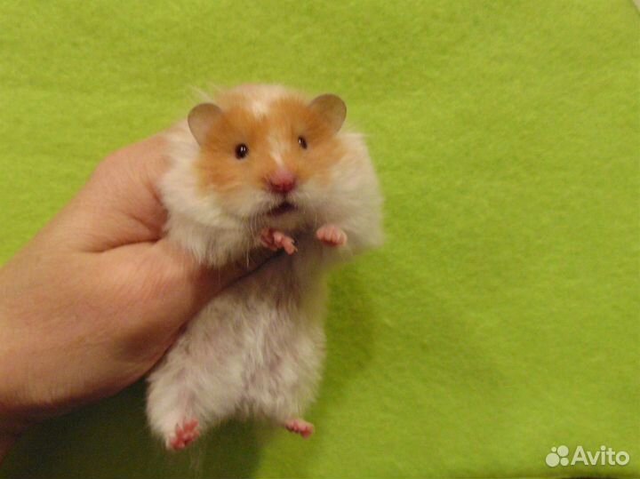 Сирийские, ангорские хомяки - медвежата, клетки