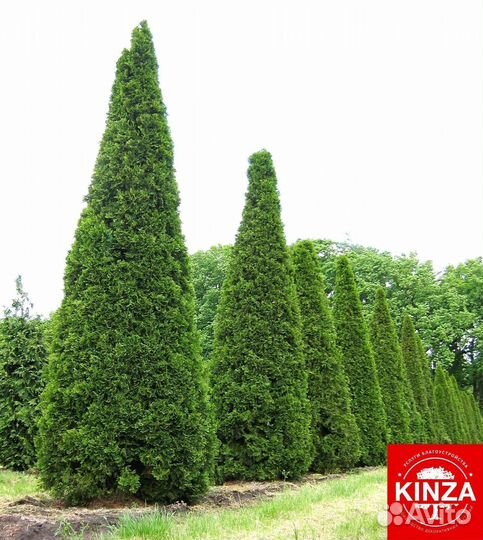 Туя смарагд 2 м