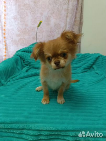 Щенок чихуахуа