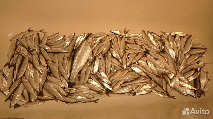 Рыбалка с гидом на Десногорском водохранилище