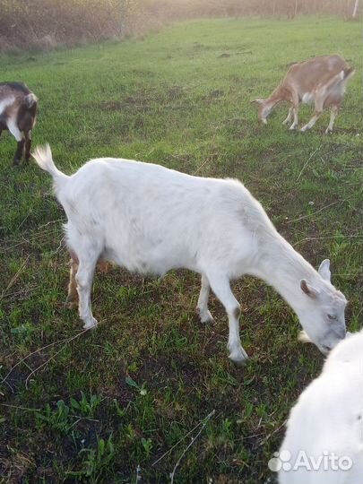 Дойные козы и козел