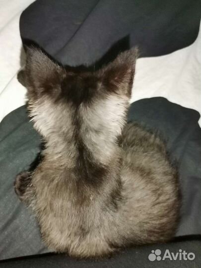 Отдаю в добрые руки котенка