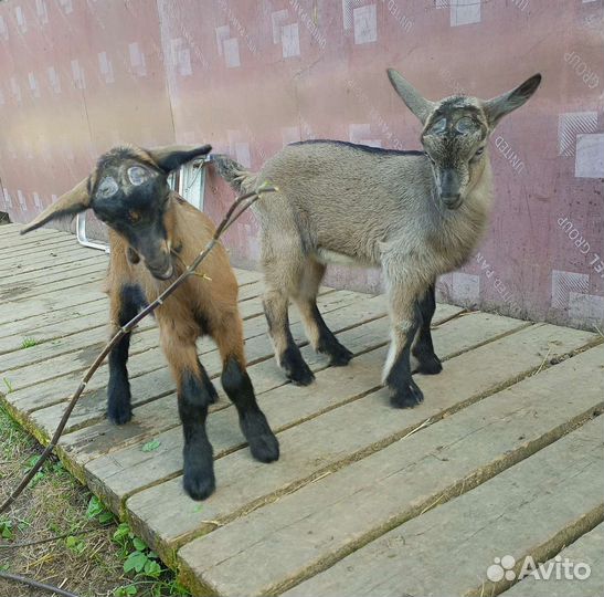 Козы и козлята продажа
