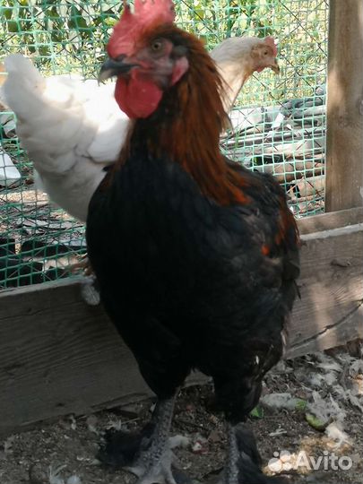 Молодые петушки