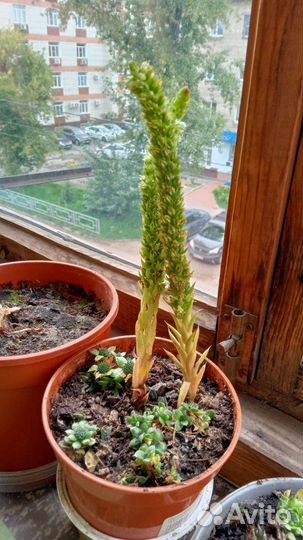 Суккуленты композиция