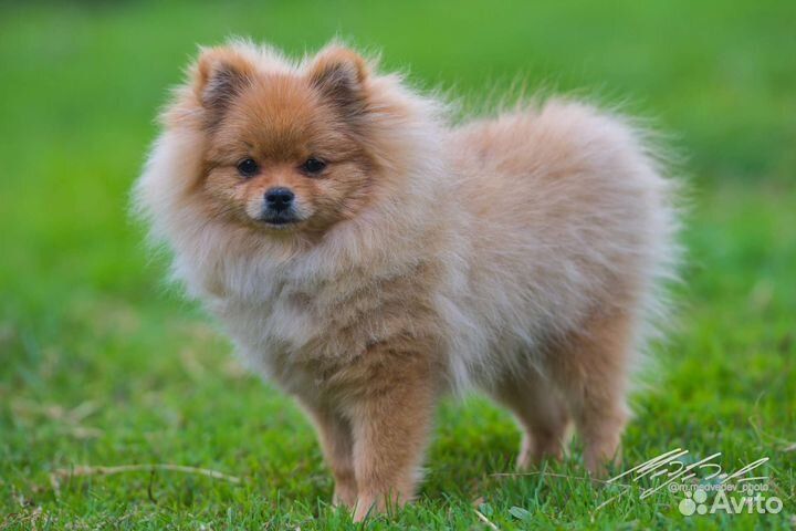 Померанский шпиц