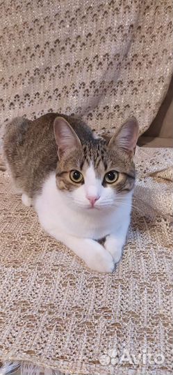 Кошка в дар бесплатно