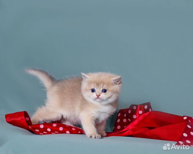 Британская голубая золотая кошечка