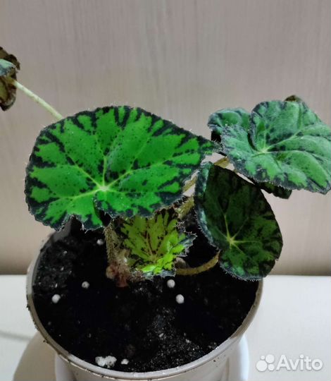 Комнатные цветы