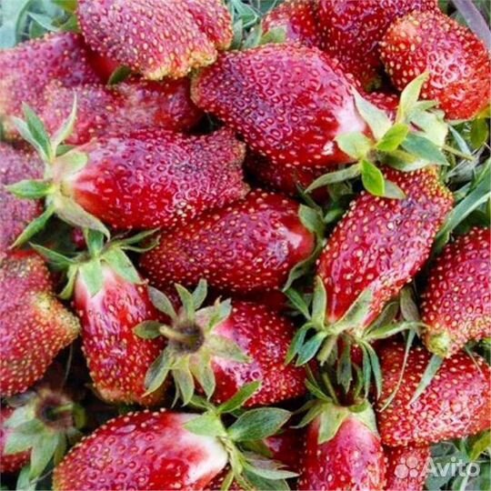 Рассада клубники купчиха