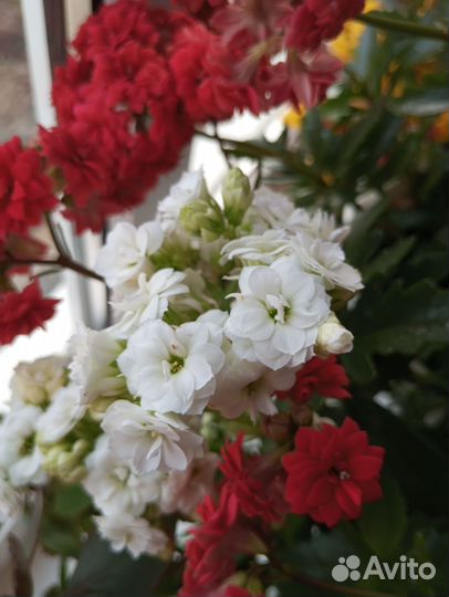 Каланхоэ Каландива