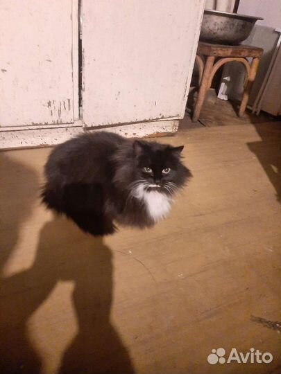 Кошки в добрые руки