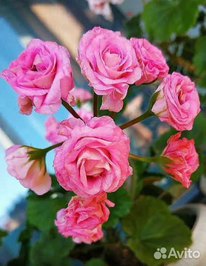 Пеларгония мерлезон 2