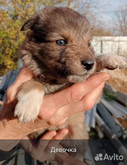 Щенок в добрые руки бесплатно