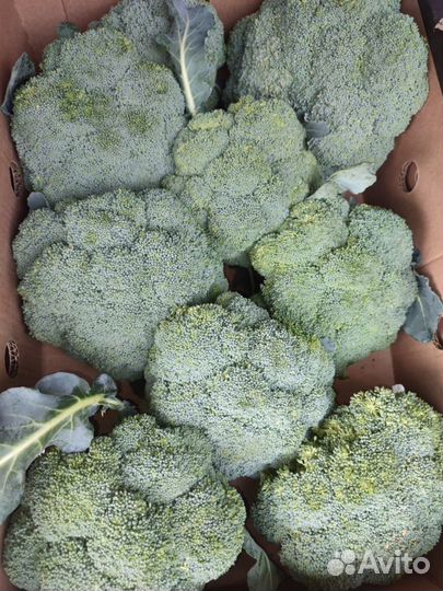 Капуста брокколи