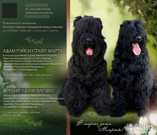 Щенки Русского черного терьера из Питомника