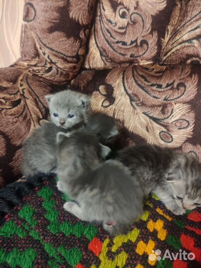 Кошка в дар бесплатно