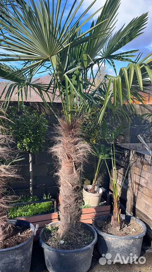 Пальма трахикарпус