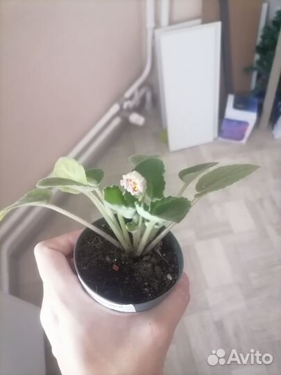 Комнатные растения