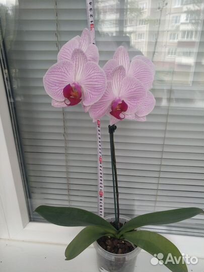 Орхидея фаленопсис 