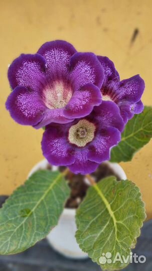 Глоксиния и др.комнатные