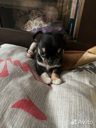 Щенки чихуахуа