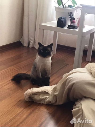 Стрижка кошек с выездом на дом