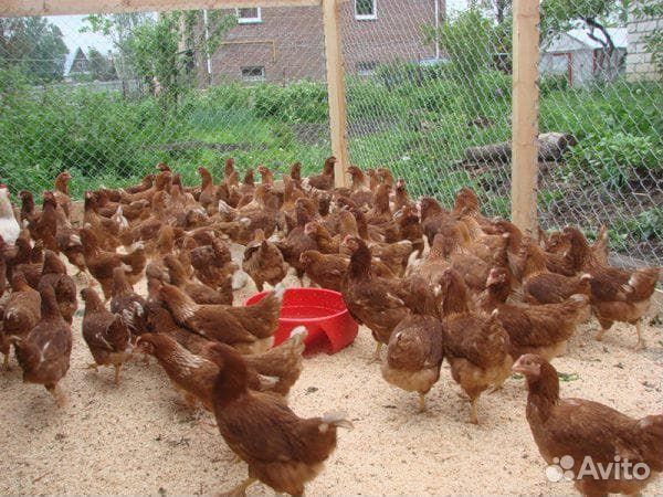 Куры молодки