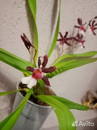 Орхидея Камбрия цветущая домашняя