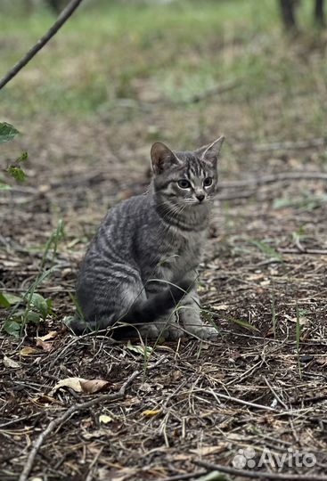 Прекрасные котята в добрые руки