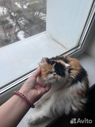 Экзотическая кошка