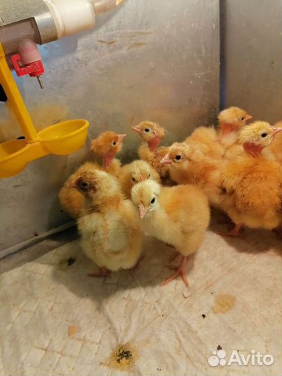 Бройлер кобб 700