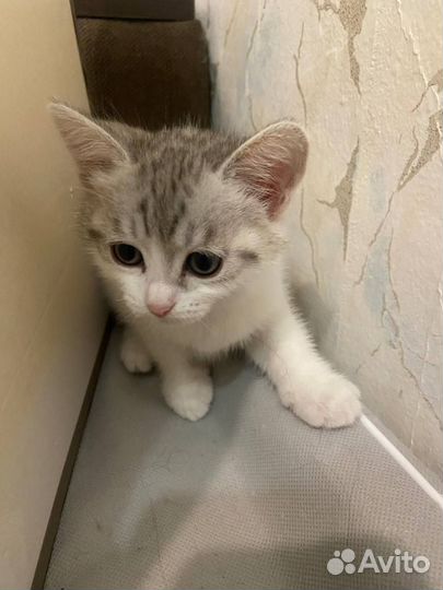 Домашние животные котята