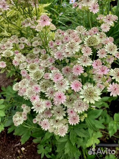 Многолетние цветы для сада