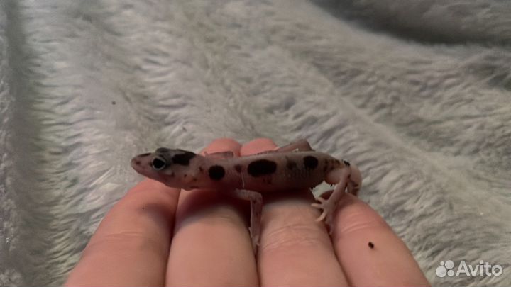 Геккон эублефар