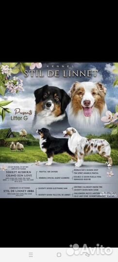 Аусси-австралийская овчарка