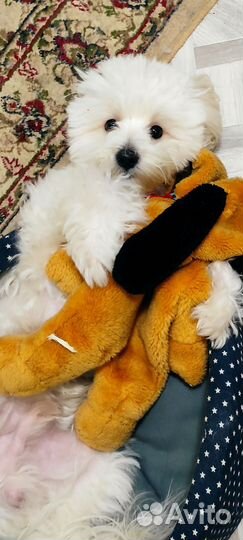 Мальтийская болонка вязка