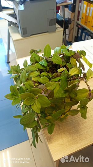 Традесканция