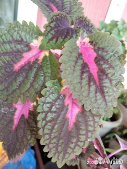 Цветок Калеус 50р