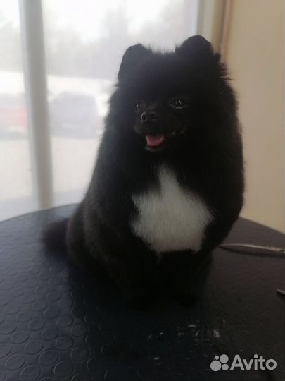 Услуги Грумера