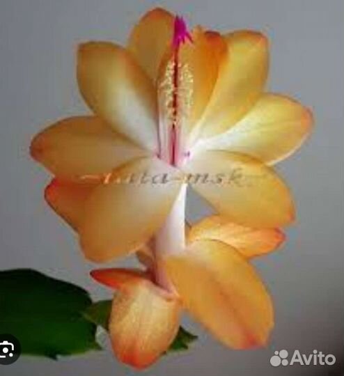 Сортовые декабристы, шлюмбергеры