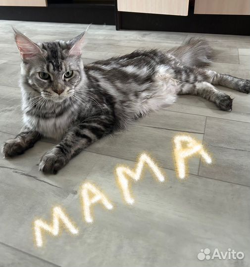 Котята мейн-кун